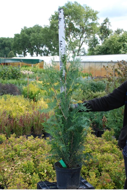 Туя Атровиренс/Thuja Atrovirens