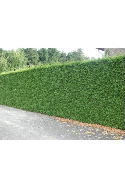 Thuja plicata Atrovirens