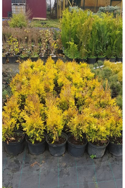 Сорт Даниэлов устойчив к морозам и городской среде.