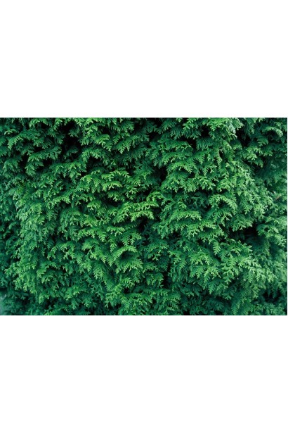 Сорт Гельдерланд із насиченим зеленим забарвленням.