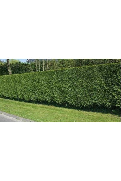 Вічнозелена туя Гельдерланд в живоплоті