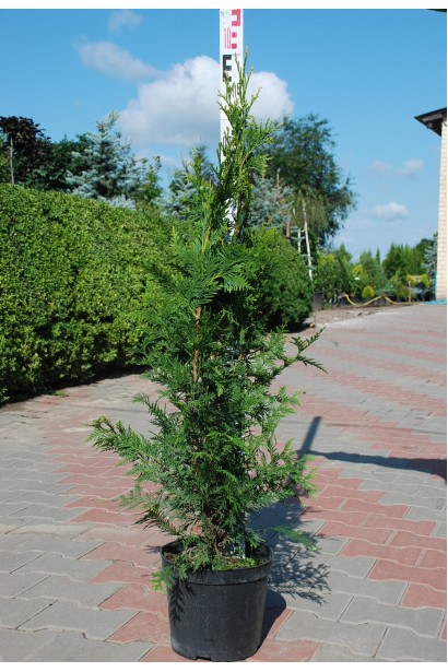 Туя Гельдерланд - 5л/100см/45-55см