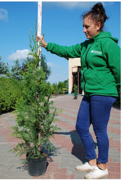 Туя Гельдерланд в садовому центрі Проксіма