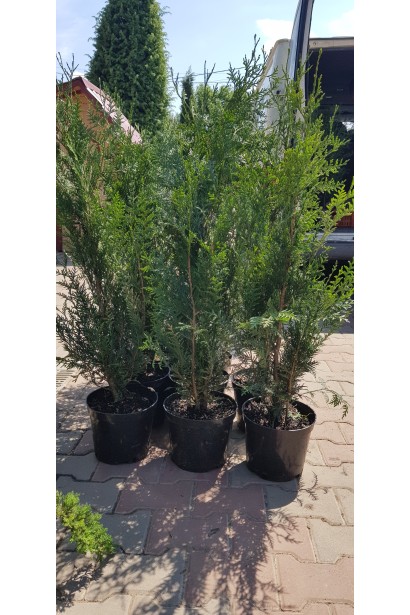 Туя складчаста Гельдерланд