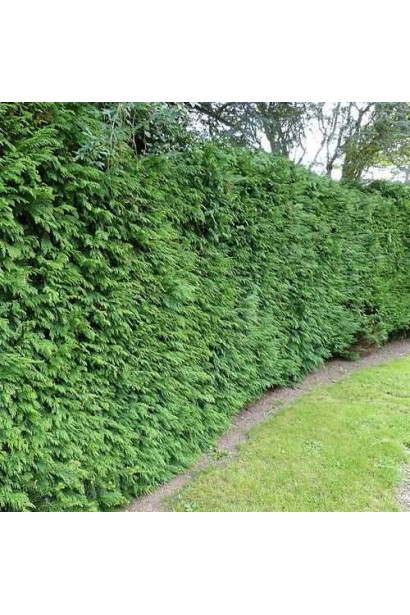 Туя складчаста Гельдерланд для живих огорож.