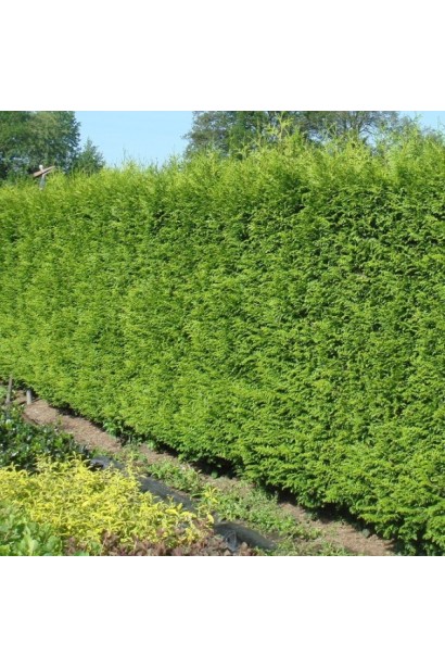 Щільний хвойний покрив туї Гельдерланд у живоплотах.