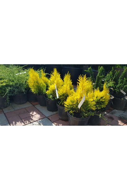Thuja plicata Goldy ® / Forever Goldy ®