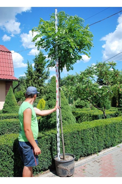 Робінія псевдоакація Умбракуліфера в контейнері