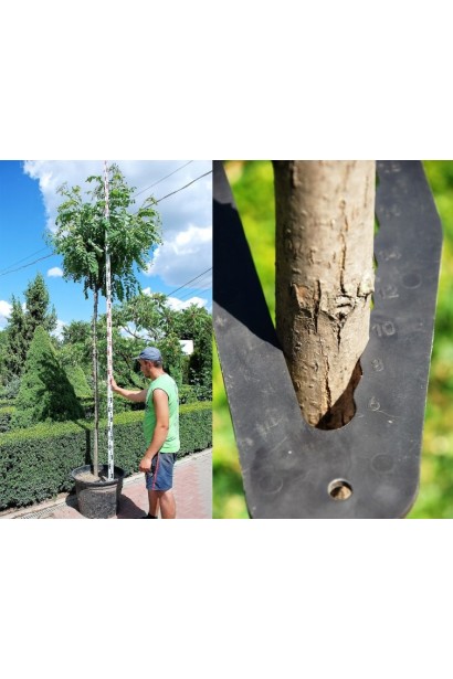 Акація щеплена Умбракуліфера обхват стовбура 8-10 см