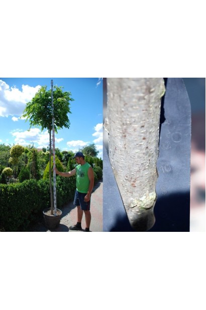 Акація щеплена Умбракуліфера обхват стовбура 10-12 см