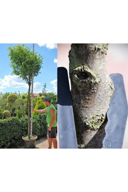 Псевдоакація Умбракуліфера на штамбі обхват стовбура 14-16 см