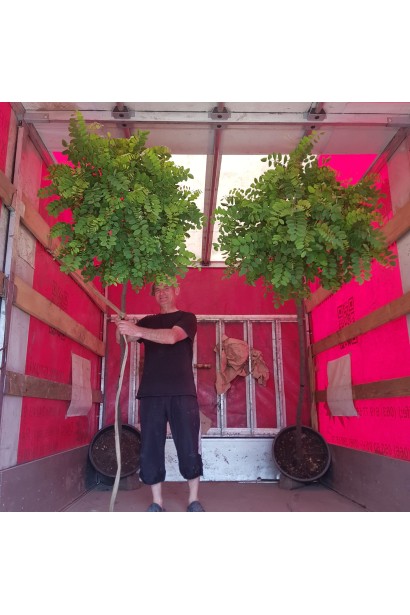 Акація Umbraculiferaдерево з комом