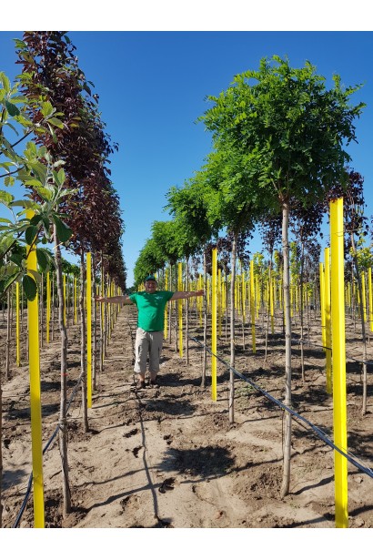 Акація / Робінія псевдоакація Умбракуліфера  в розсаднику