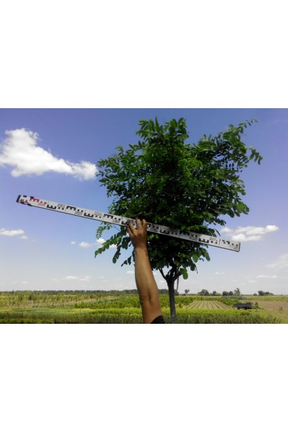 Акація Умбракуліфера крона в діаметрі 90 см