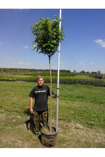 Псевдоакація Умбракуліфера в горщику