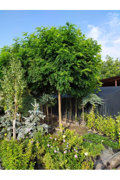 Robinia pseudoacacia Umbraculifera