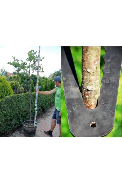 Аронія / Горобина чорноплодова на штамбі  обхват стовбура 6-8 см