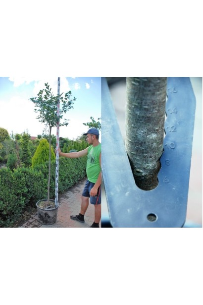 Аронія / Горобина чорноплодова (кулеподібна на штамбі) 