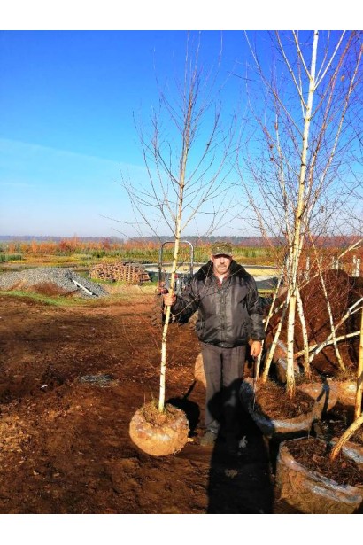 Береза бородавчата / плакуча з комом в мішковині