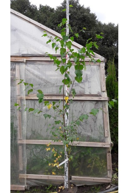 Береза  повисла саджанець в контейнері