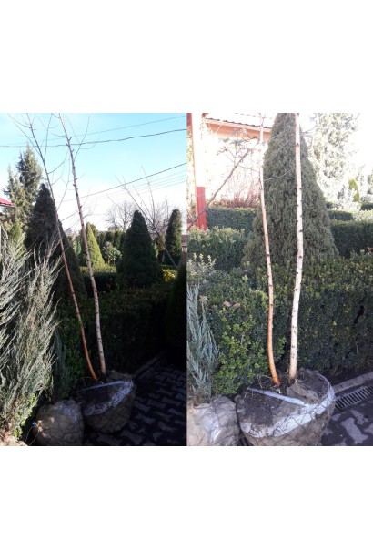 Береза бородавчатая / плакучая / повислая