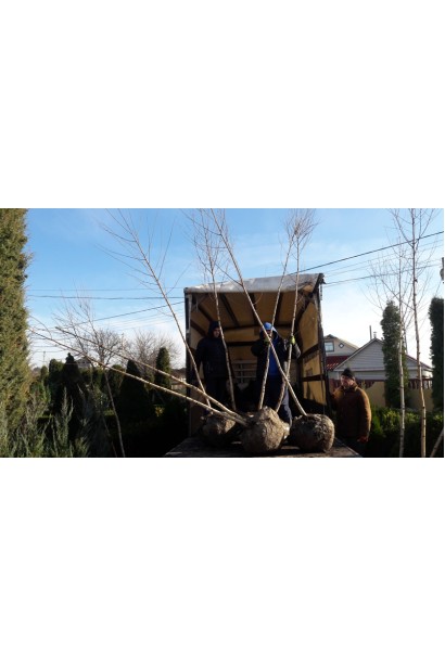 Береза бородавчата доставка комованих дерев