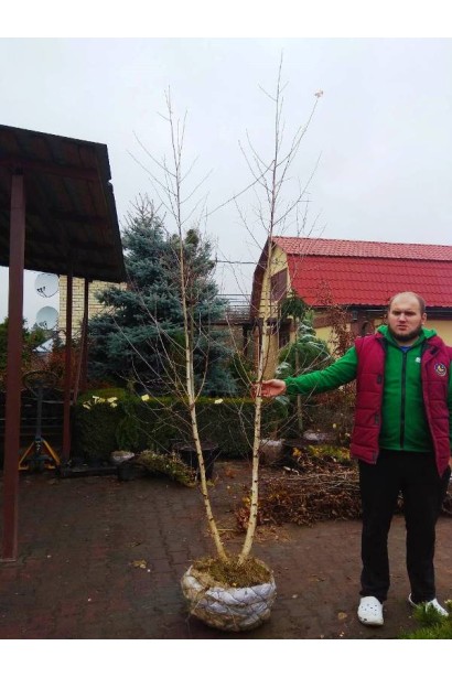 Береза бородавчата двохстовбурна ком