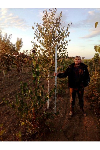 Береза плакуча в розсаднику Проксіма