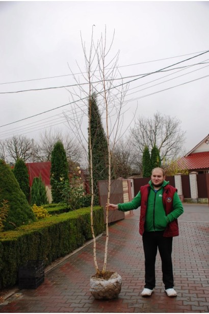 Береза бородавчата / плакуча комований саджанець