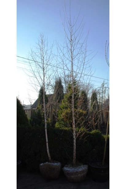 Береза бородавчата с комом