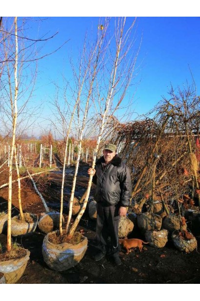 Береза бородавчата три стовбура