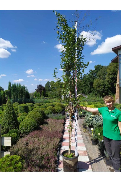 Береза плакуча Фастігіата в горщику