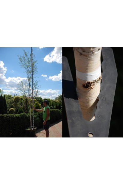 Береза плакуча Фастігіата обхват стовбура 10-12 см