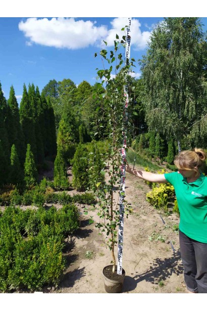 Береза повисла Фастігіата в контейнері