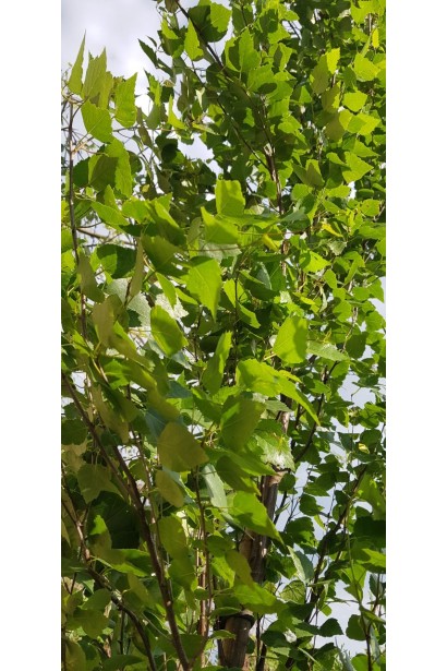 Береза повисла Fastigiata зелене листя