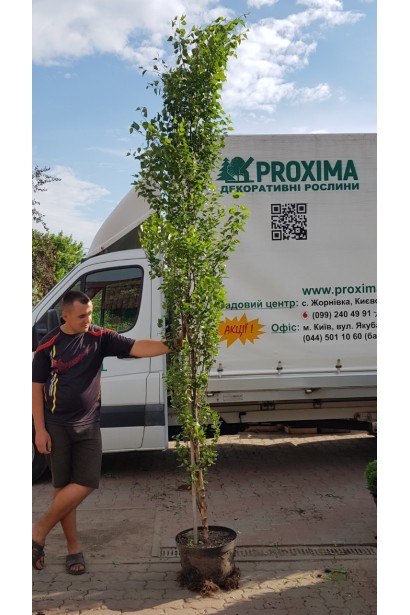 Береза плакуча Фастігіата доставка по Києву