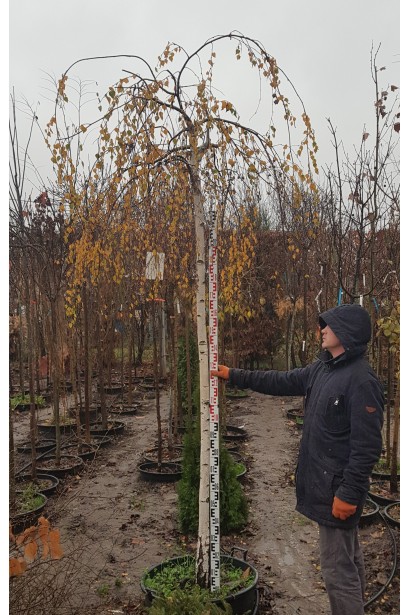 Береза бородавчата Янгі в садовому центрі