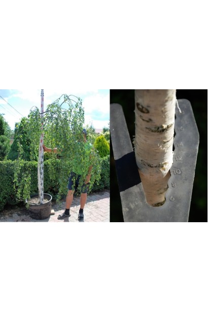 Береза бородавчата Янгі обхват стовбура 10-12 см