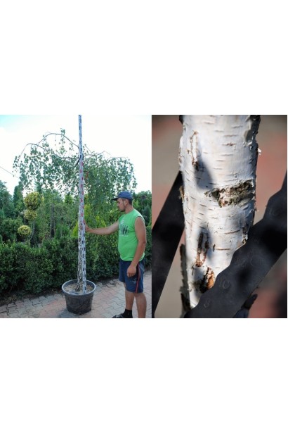 Береза бородавчата Юнгі обхват стовбура 12-14 см