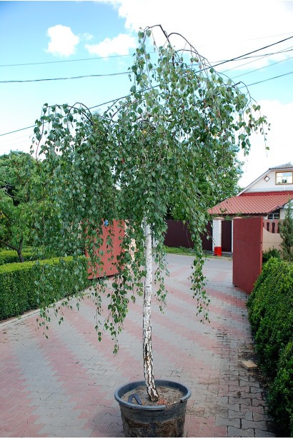 Береза бородавчата Юнгі в контейнері 