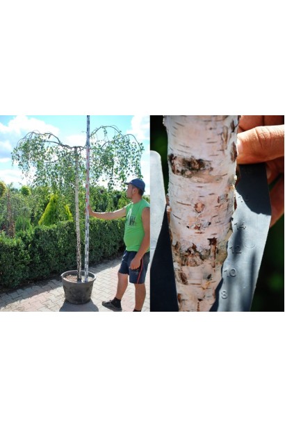 Береза бородавчата Янгі обхват стовбура 14-16 см