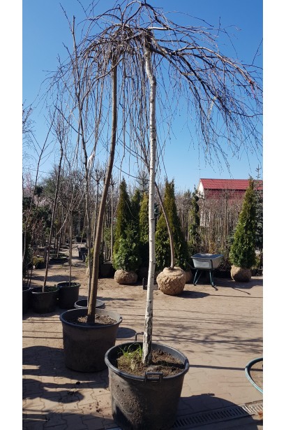 Береза бородавчата Янгі обхват стовбура 10-12 см