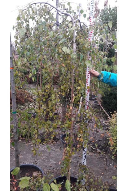 Береза бородавчата Янгі  в горщику