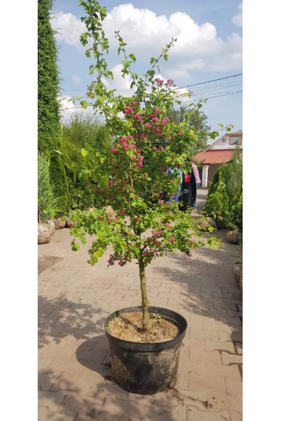 Глід звичайний / колючий Пол Скарлет в контейнері