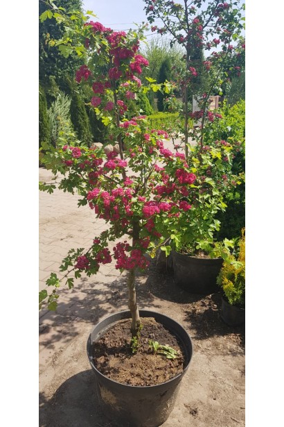 Глід звичайний Пол Скарлет дерево в горщику в садовому центрі