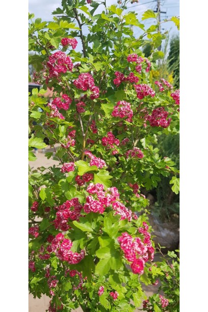 Глід звичайний Поул Скарлет цвітіння 