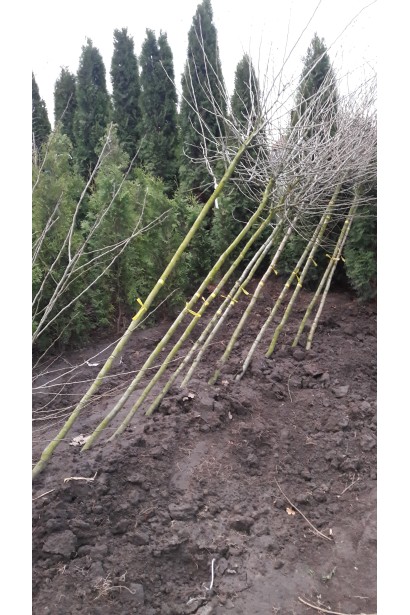 Глід звичайний Пол Скарлет саджанці з голим коренем прикопані