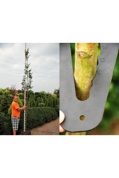 Глід колючий Pauls Scarlet обхват стовбура 8-10 см