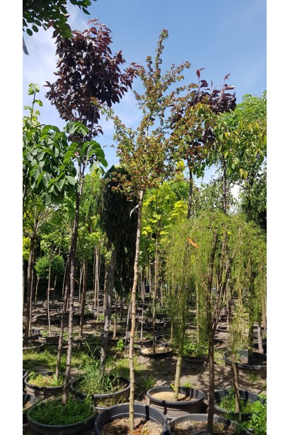 Глід звичайний / колючий Пол Скарлет в розсаднику