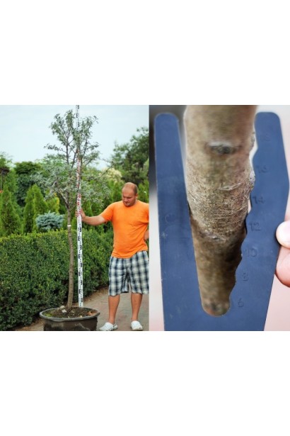 Глід одноматочковий Компакта (кулястий) | Боярышник однопестичный Компакта (шаровидный) | Crataegus monogyna Сompacta